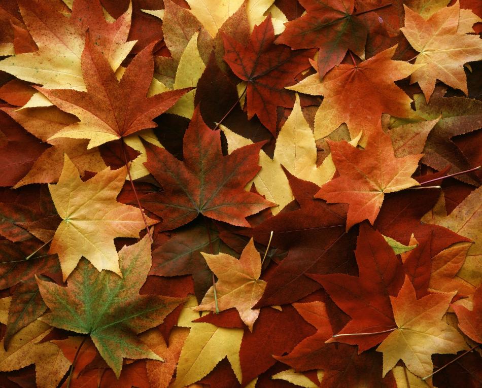 Leaves